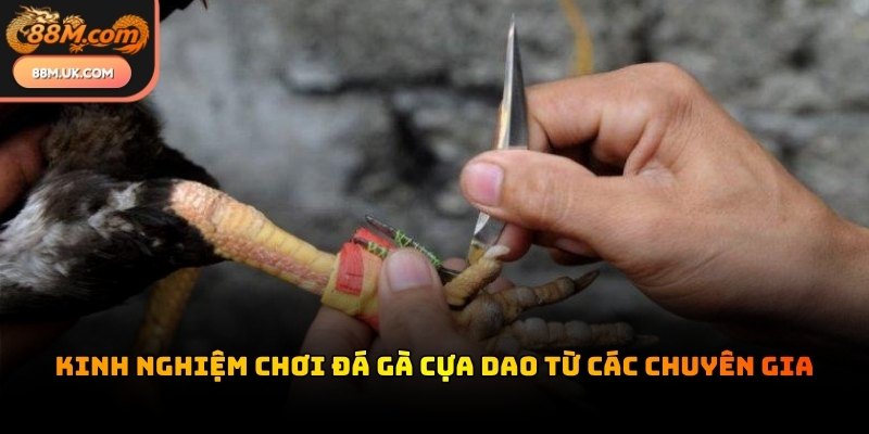 Sức khỏe của chiến kê là yếu tố tiên quyết ảnh hưởng đến kết quả cuối cùng