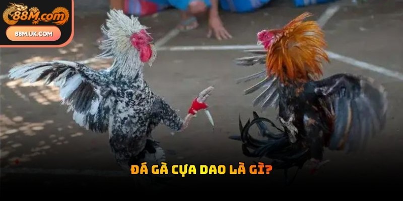 Chiến kê được gắn thêm vũ khí sắc bén giúp tăng khả năng hạ gục đối thủ