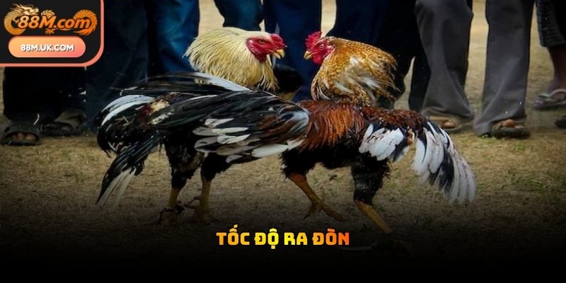 Chiến kê có thân hình săn chắc thường sở hữu khả năng chịu đòn vô cùng tốt