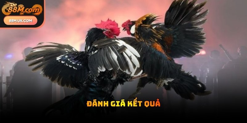 Trọng tài giám sát chặt chẽ quá trình gắn cựa để đảm bảo tính công bằng