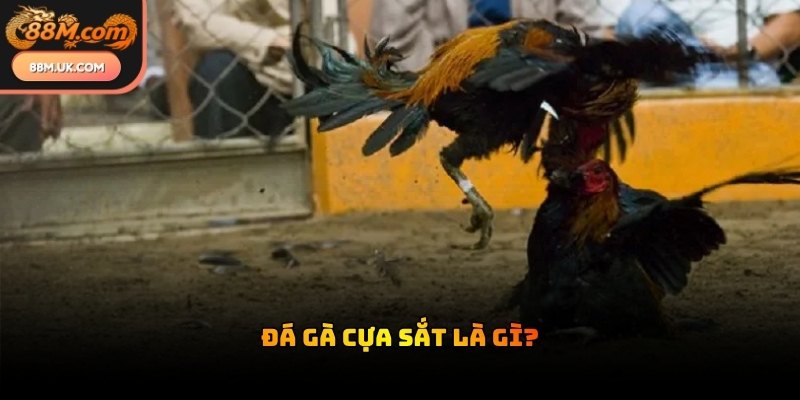 Hình thức thi đấu này trang bị cho gà chọi những chiếc cựa bằng sắt sắc nhọn