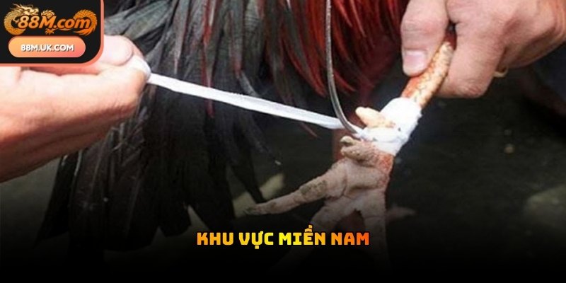 Những đấu trường lớn quy tụ hàng trăm chiến kê xuất sắc về tham gia tranh tài