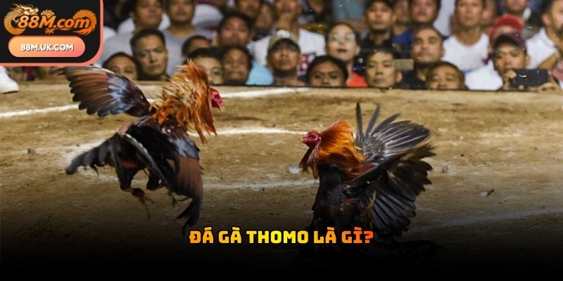 Trường gà Thomo tọa lạc tại khu vực biên giới sở hữu cơ sở hạ tầng hiện đại