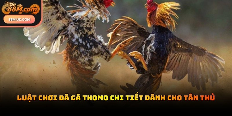 Chiến kê thi đấu phải trải qua quá trình kiểm tra cân nặng nghiêm ngặt